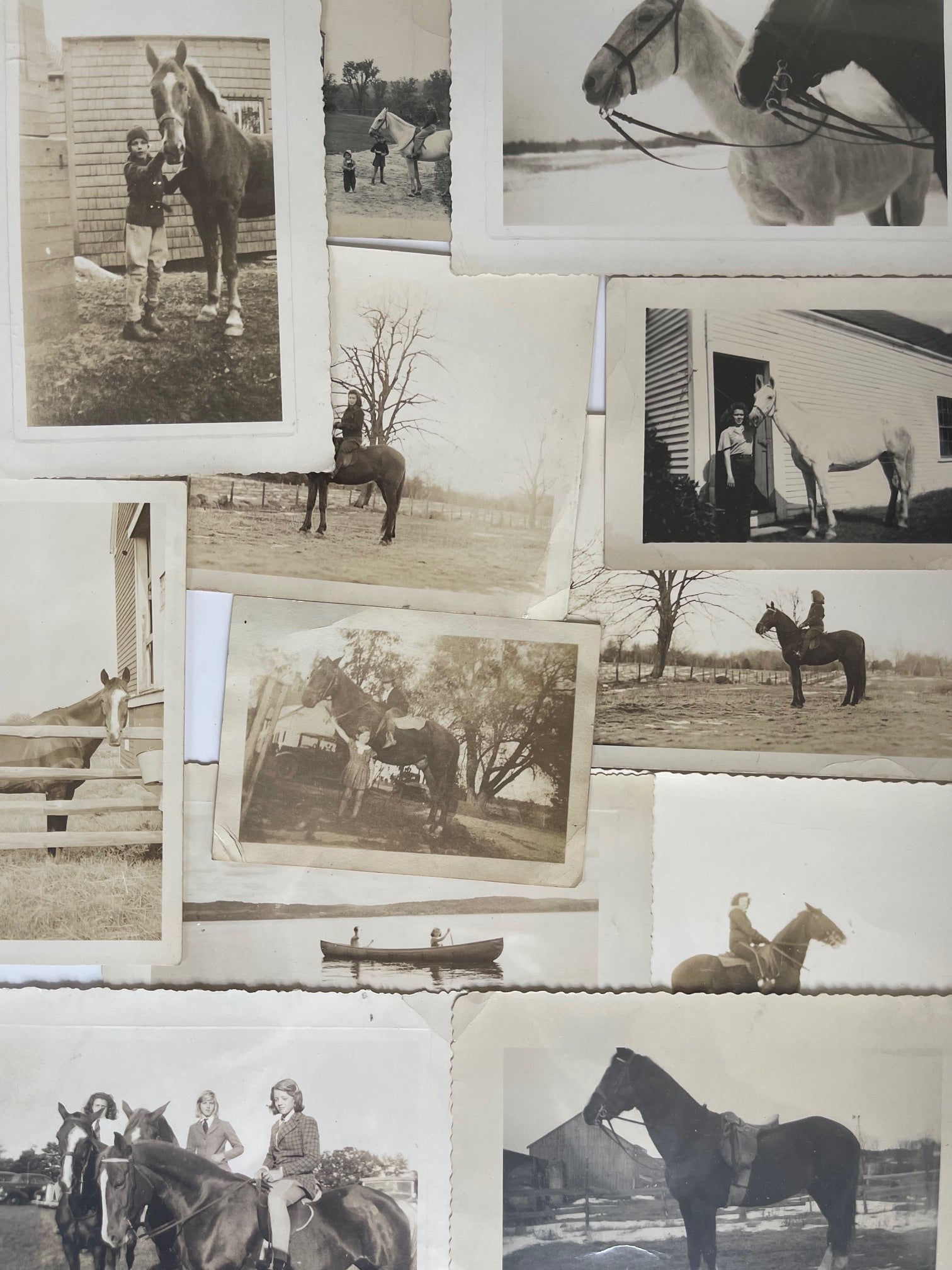vintage horse photos