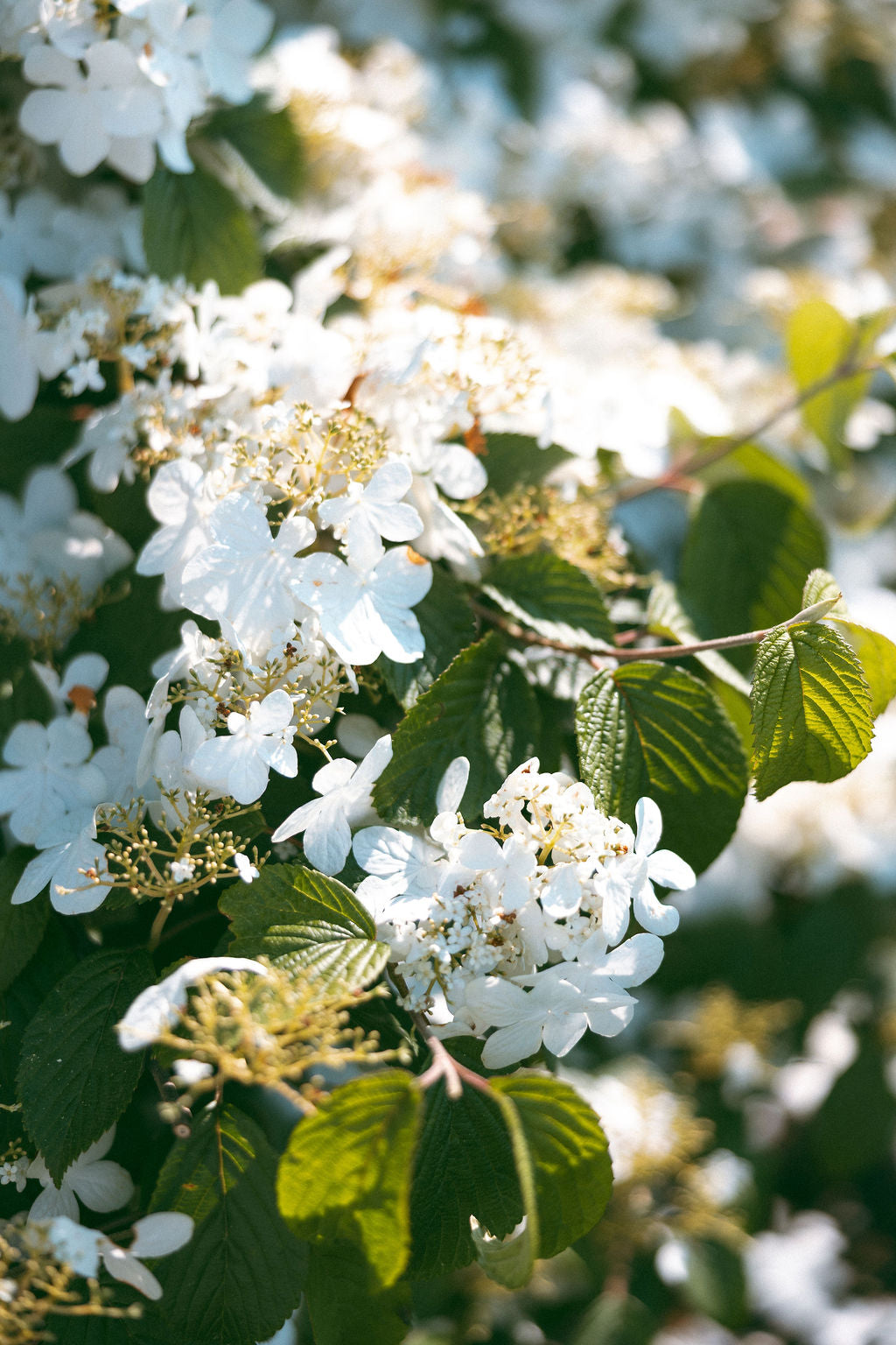 Close-up of white flowers with green leaves in a natural setting